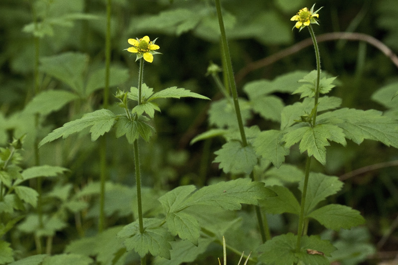 Geum urbanum / Cariofillata comune